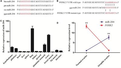 High Expression of miR-204 in Chicken Atrophic Ovaries Promotes Granulosa Cell Apoptosis and Inhibits Autophagy